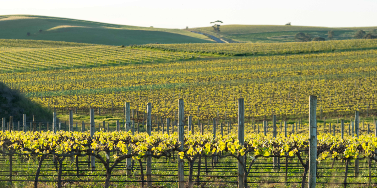Monteperle Wines